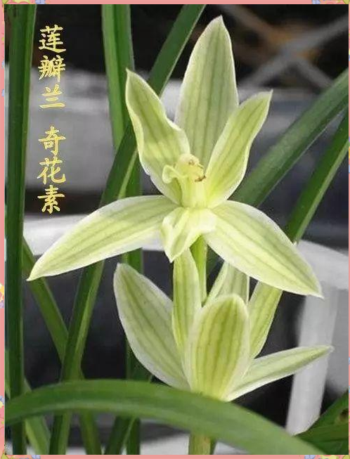 奇花素:莲瓣兰中的素净奇观