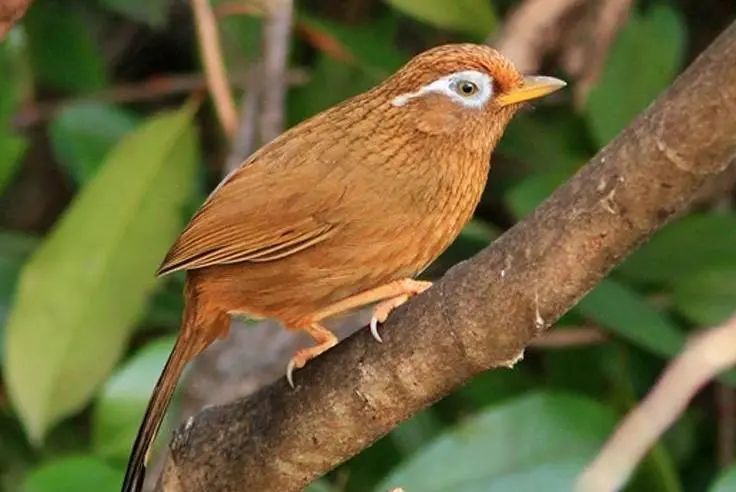 画眉鸟吃什么叫得厉害?大麦虫对画眉鸟有什么作用?