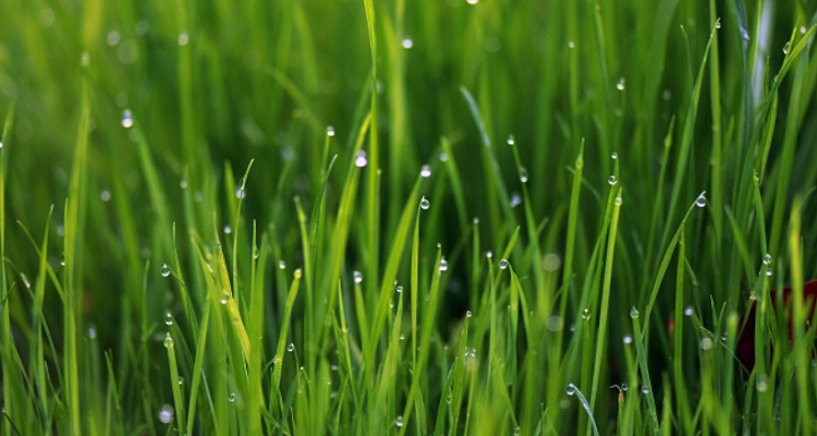 形容小草生命力顽强的诗句