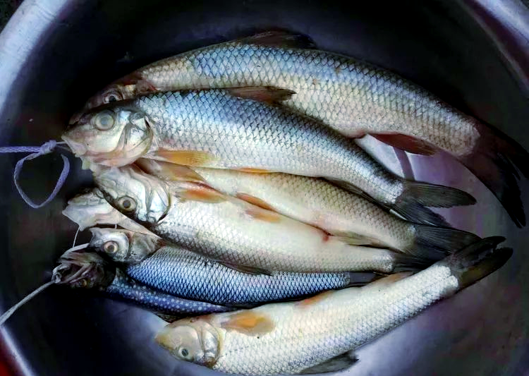 鸭绿江中的珍馐美味