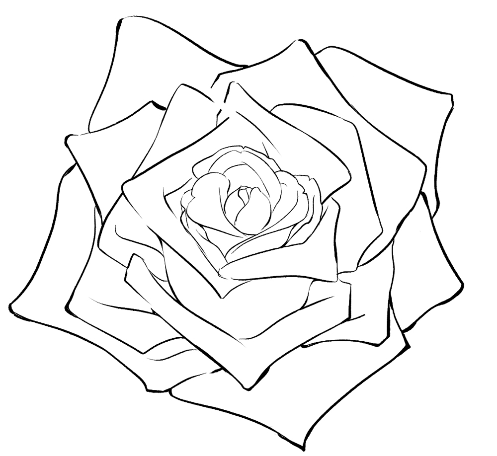 蔷薇的画法简笔画图片