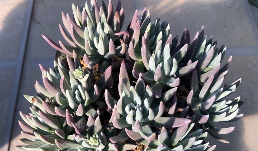 小众多肉仙女杯属,介绍6个单品给你,看一看有喜欢的吗?