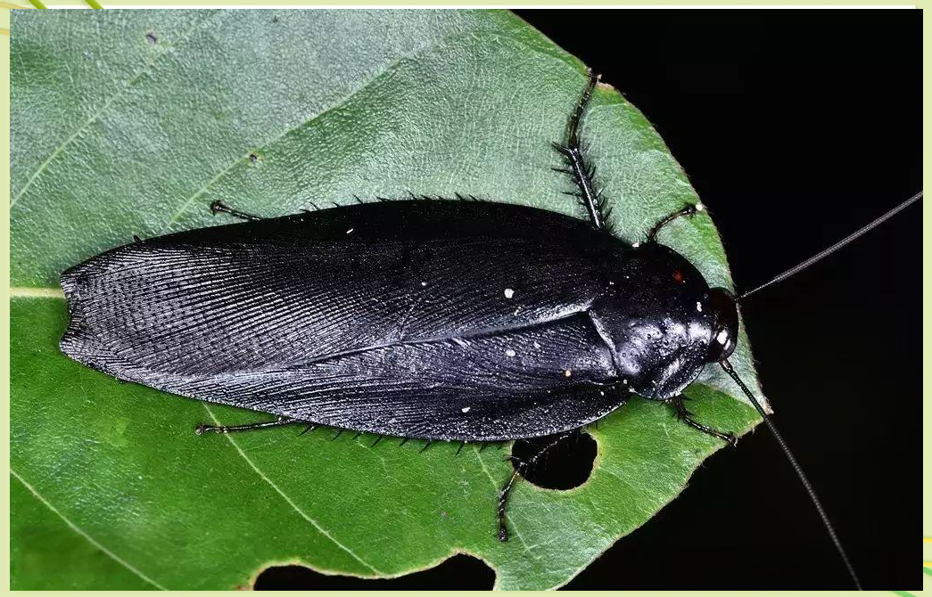 探索蟑螂世界:发现一只独特的纯白色小蟑螂