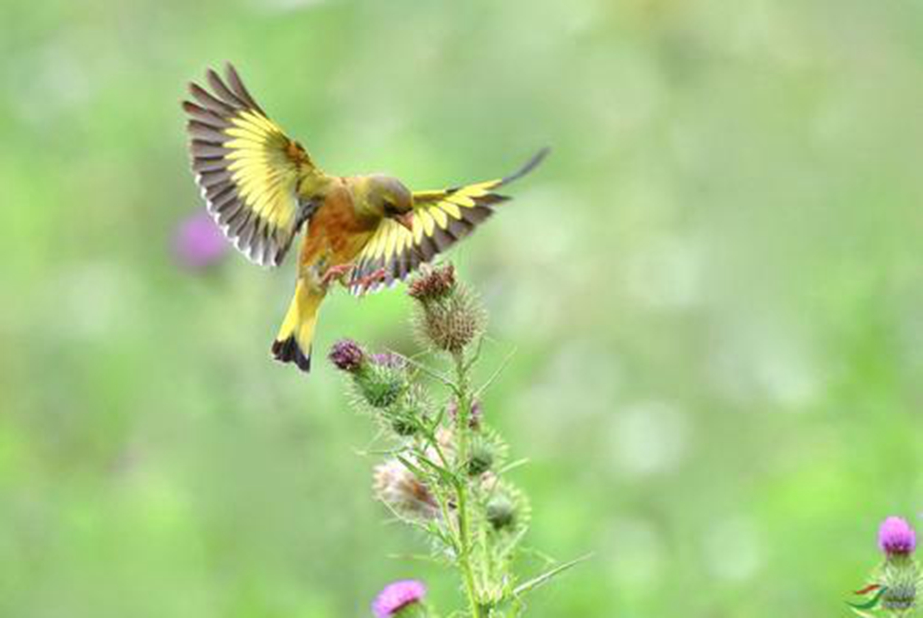 野生金翅雀怎么养?金翅雀寿命有多久?