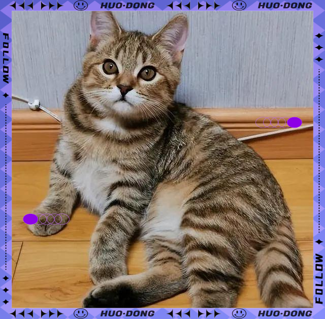 狸花猫在国外备受宠爱,其独特魅力值得更多了解