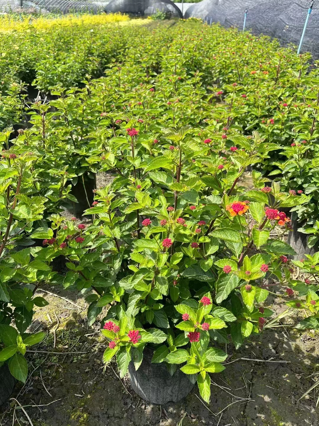 五色梅果实可以吃吗