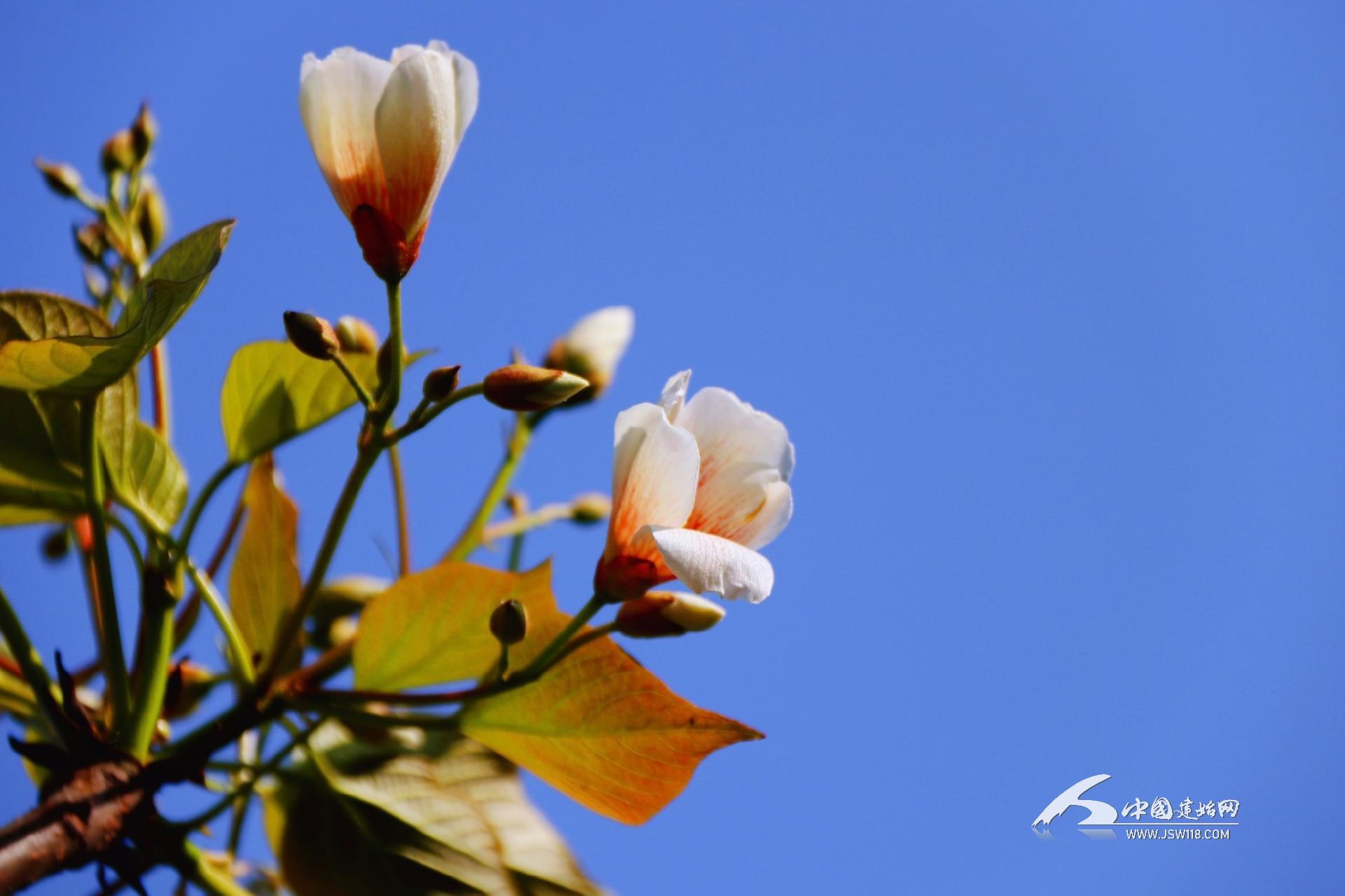 组图|春冻桐子花