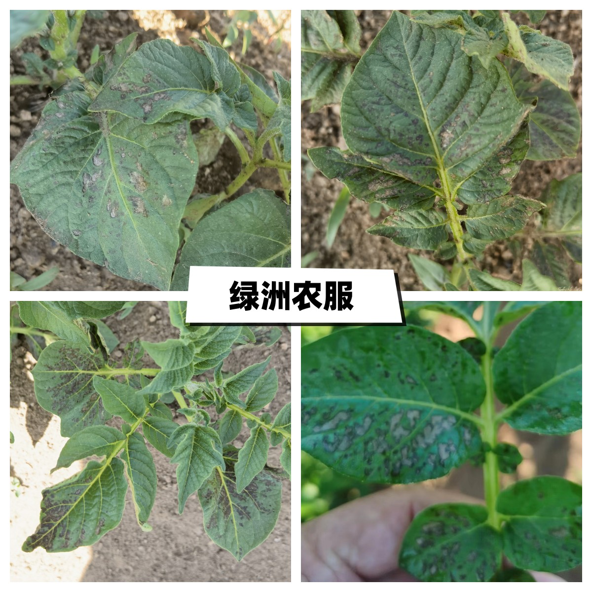 马铃薯出现晒斑?千万别当炭疽病治疗!绿洲农服提醒