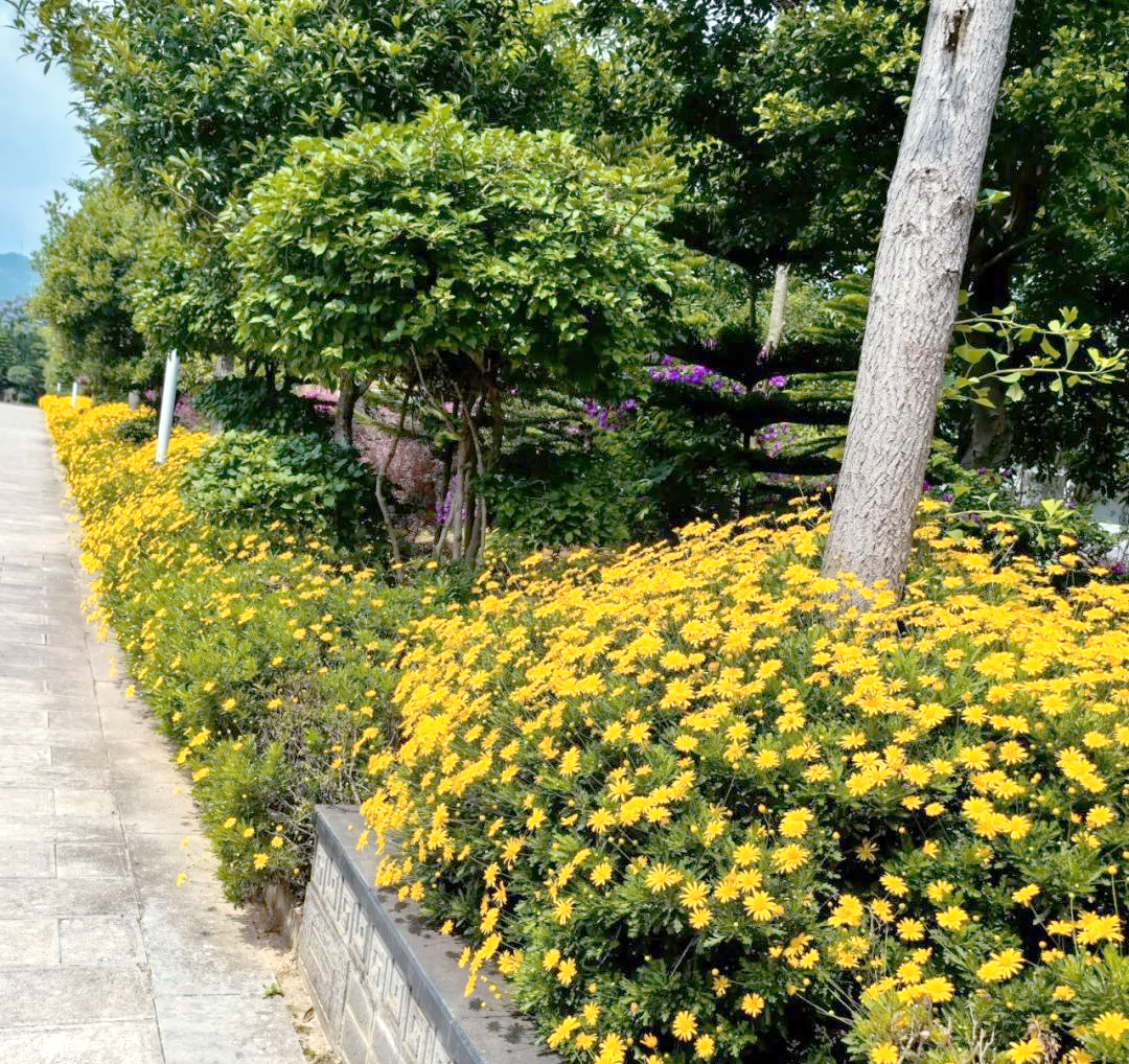 木春菊在校园中默默绽放,展现温馨之美