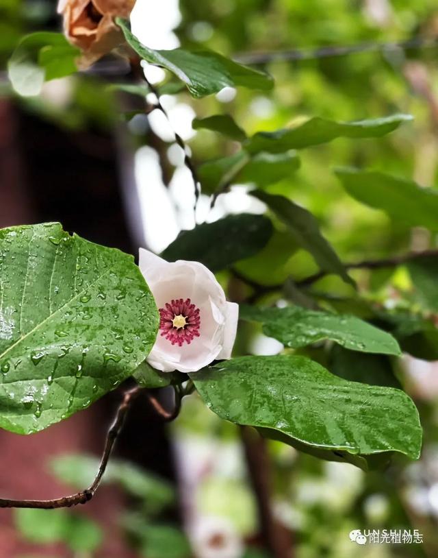 祖山的天女木兰,还有温柔的云,犒赏了我的雨中山行