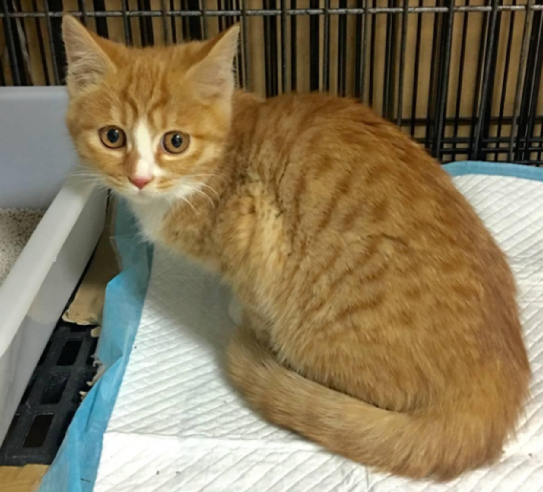 黄狸猫和橘猫有哪些区别?饲养猫的注意事项有哪些?