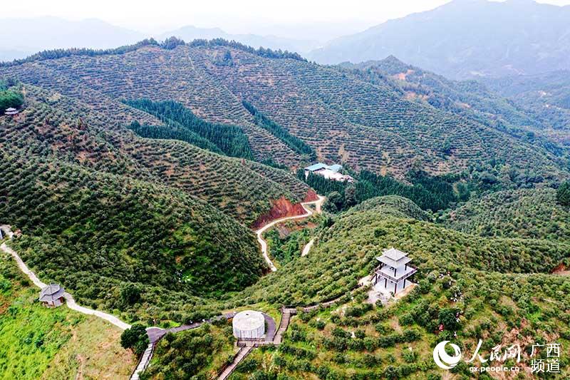 广西三江:60多万亩油茶喜获丰收