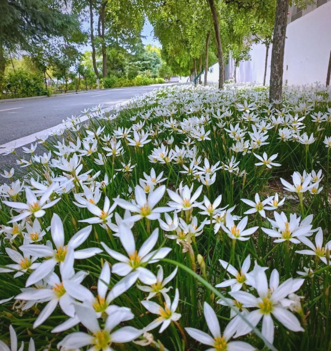 立秋后校园里的葱兰绽放,纯洁美丽引人驻足