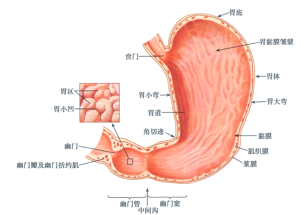 胃的全面解剖:位置,结构,血管与神经等详细解析