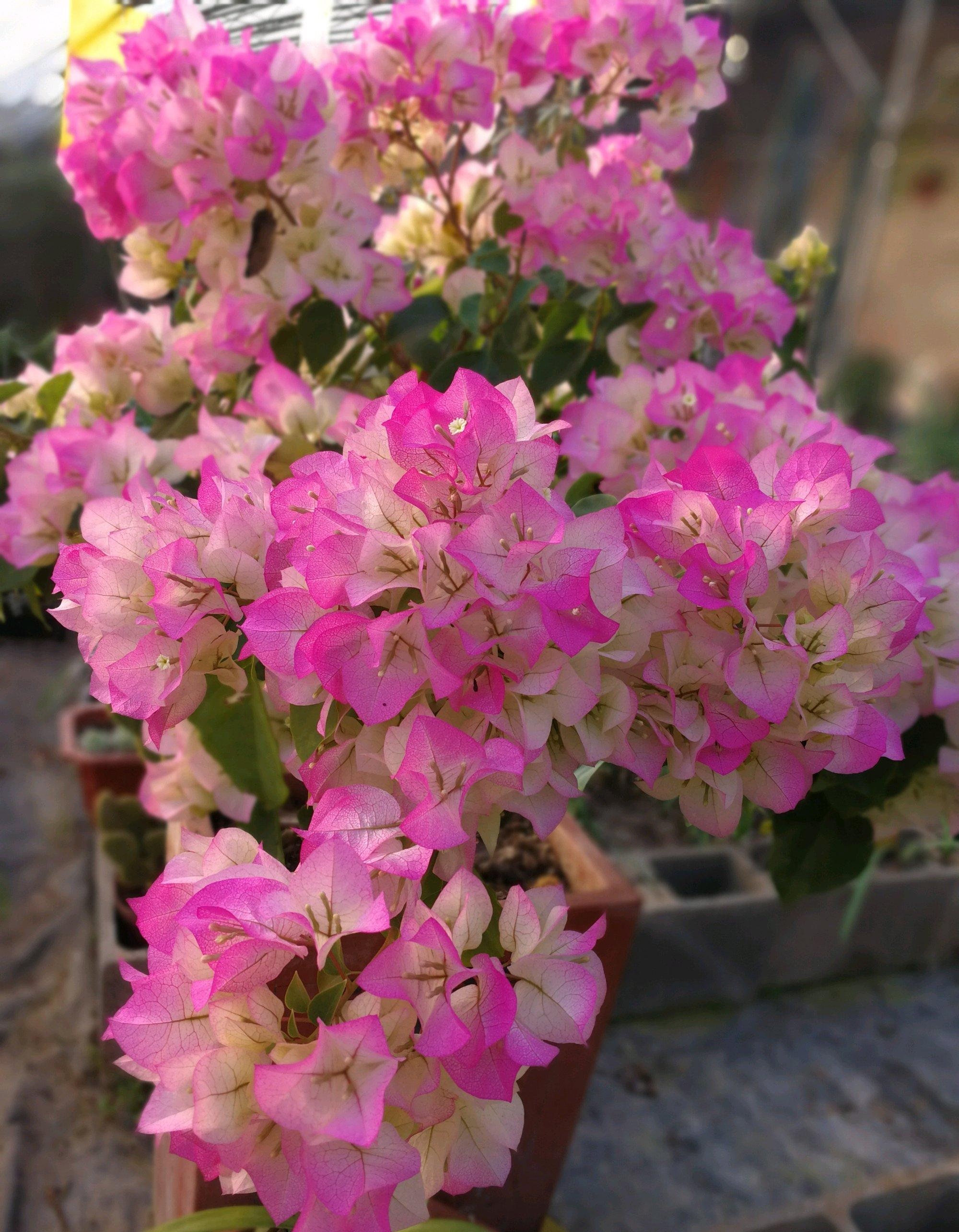 阳台养三角梅,就选"绿樱",唯美梦幻,三季有花开,点亮一阳台