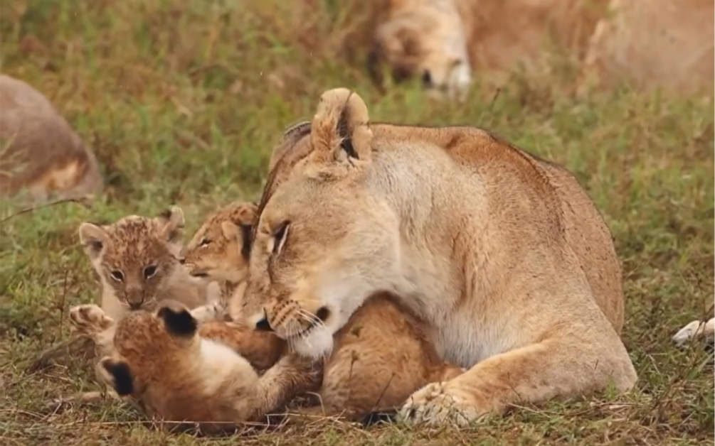待在狮群里应该更安全,为何母狮要离开狮群生产?