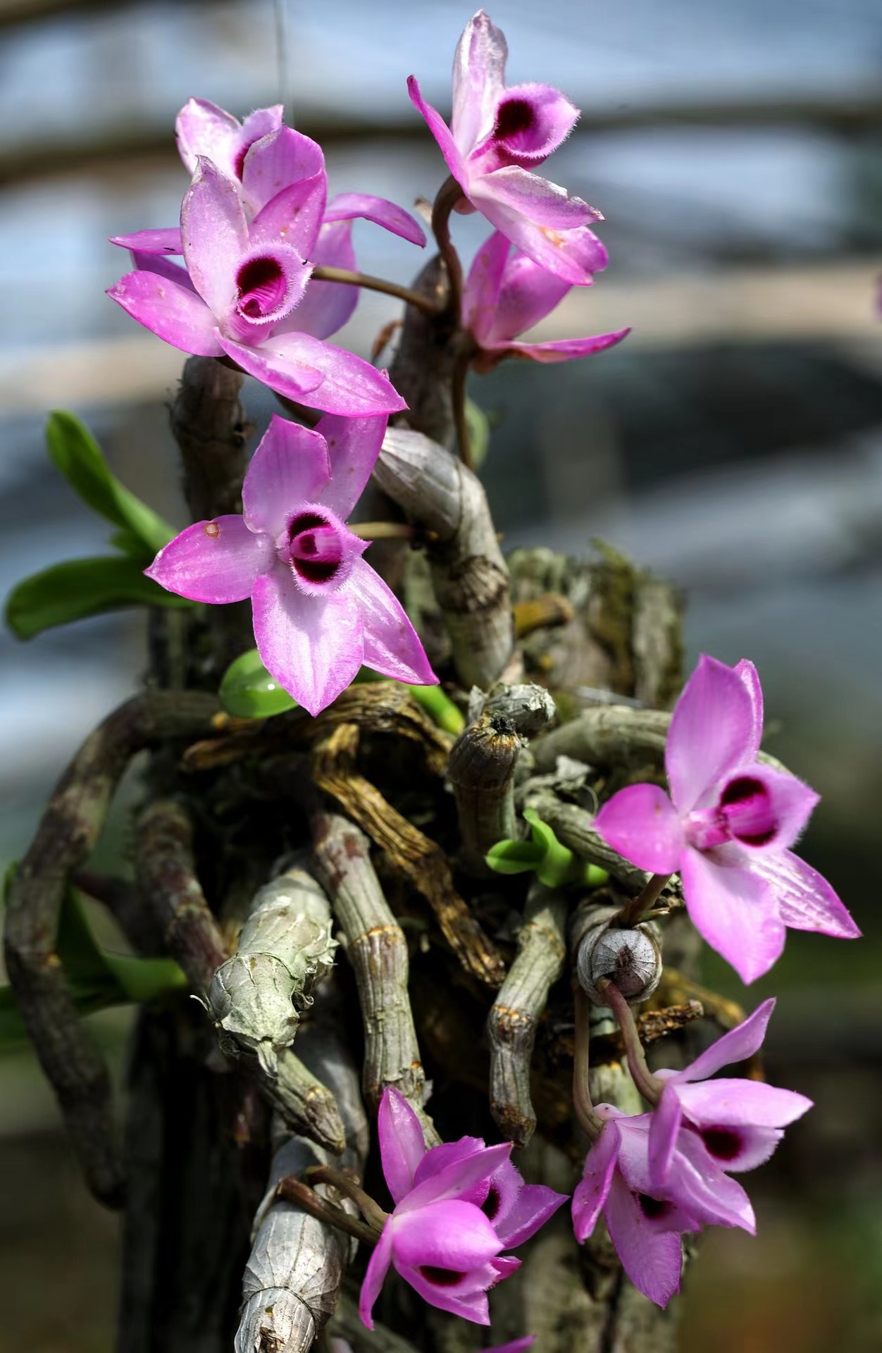 龙陵打造百亿元石斛产业