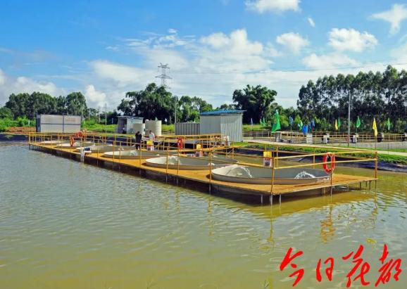 犀利!花都将创建国家级水产健康养殖和生态养殖示范区