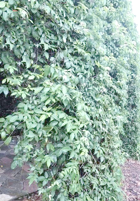 鱼藤:一种具有大毒性的植物,却能外用治疗湿疹和癣症