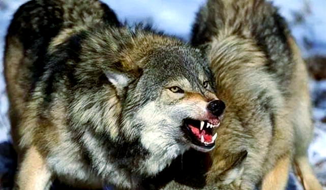 北美灰狼:世界上体型最大的狼,战斗力堪比大型猫科动物