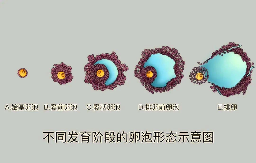 卵泡大小与生长阶段的参考指南