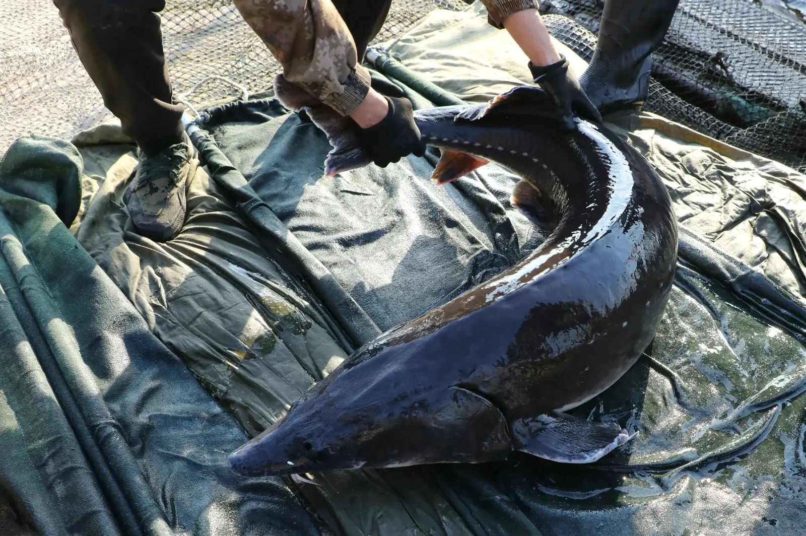 《红楼梦》美食之(十九):年供与鲟鳇鱼