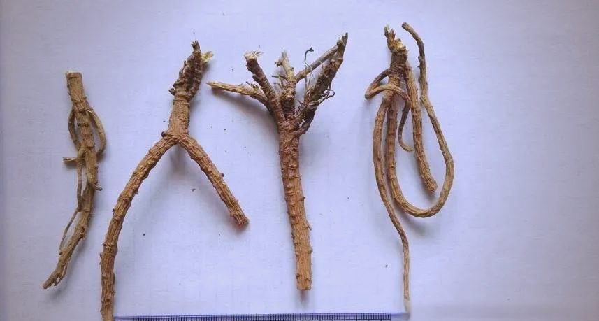 北柴胡与南柴胡的鉴别特征与应用指南