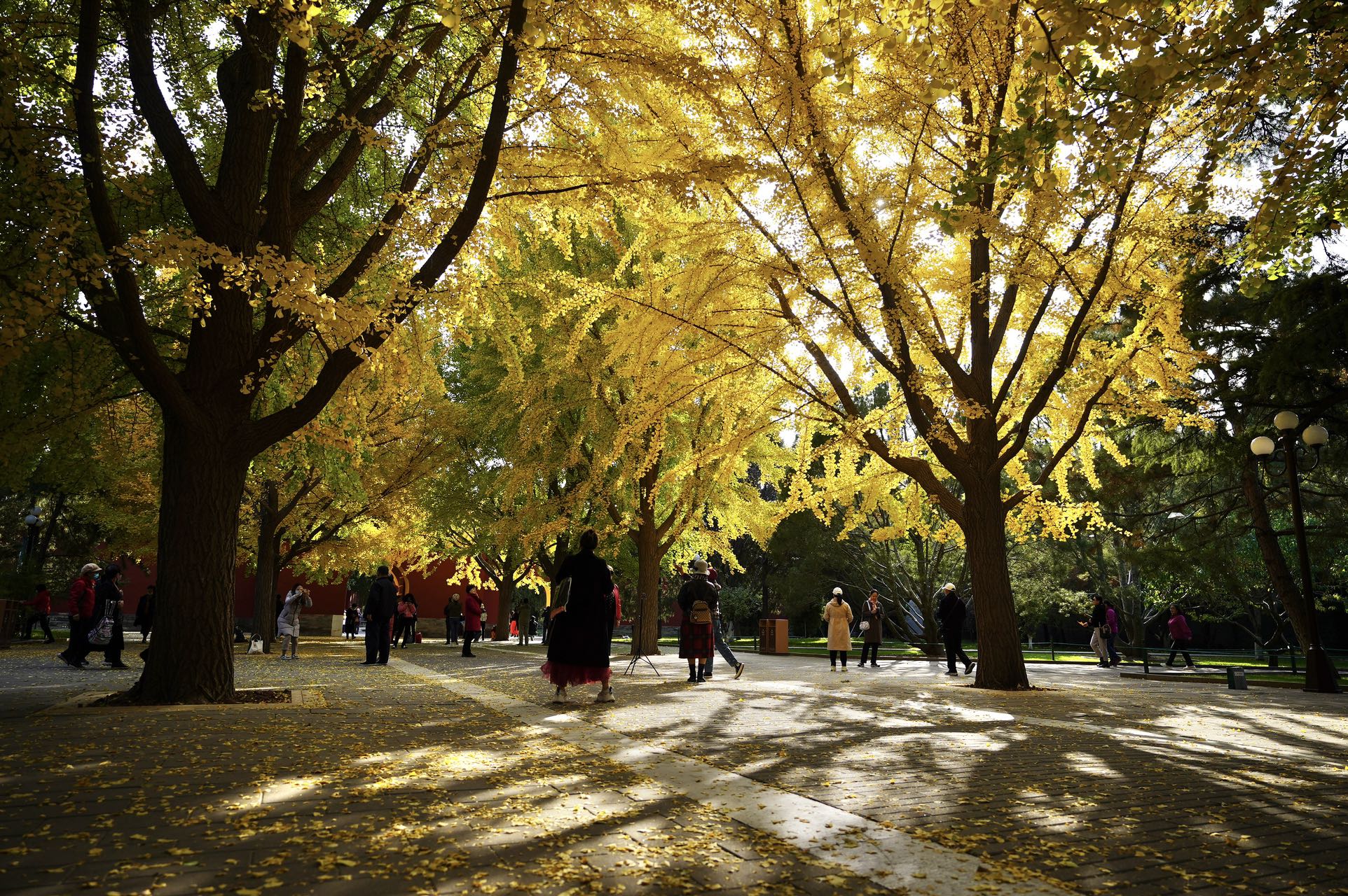 银杏渐入佳境!中山公园迎来一年中最美季节