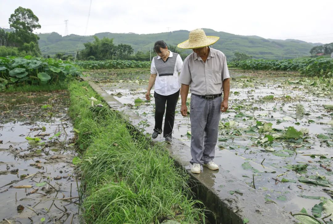【跟着广播看乡村】柳城:凤山镇二塘村民演绎新时代"爱莲说"