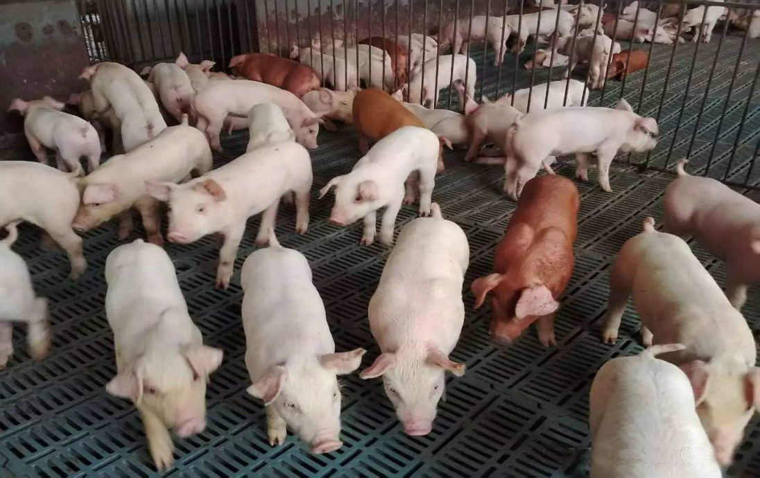 仔猪- 热门商品专区