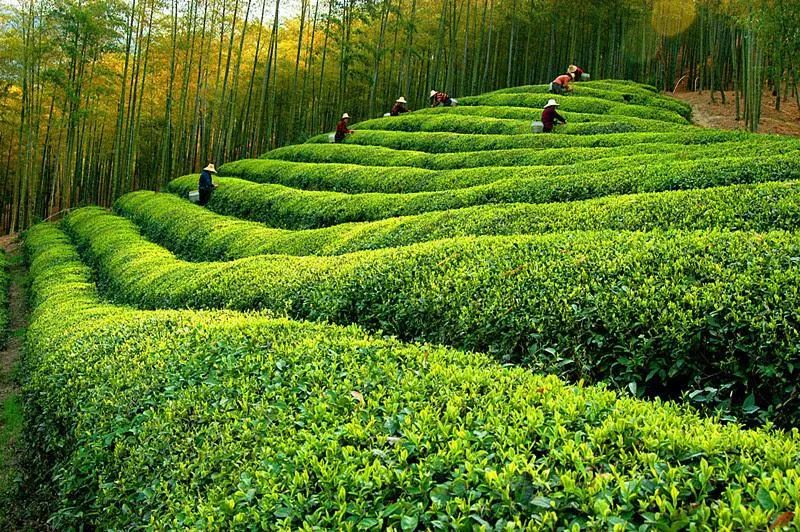 径山花海|(即将成行)10.23 徒步径山古道,径山花海正当时