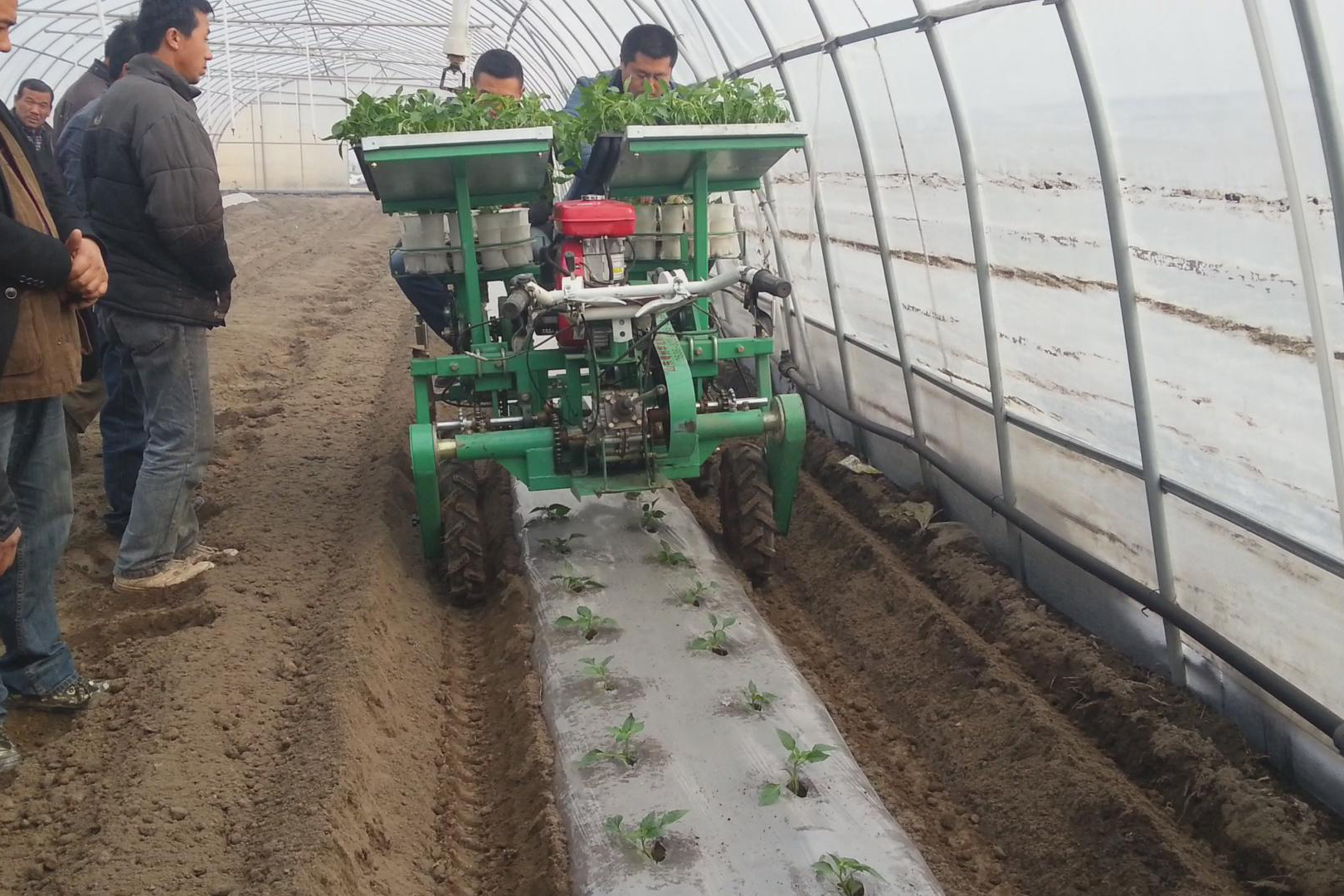 新疆辣椒栽苗机