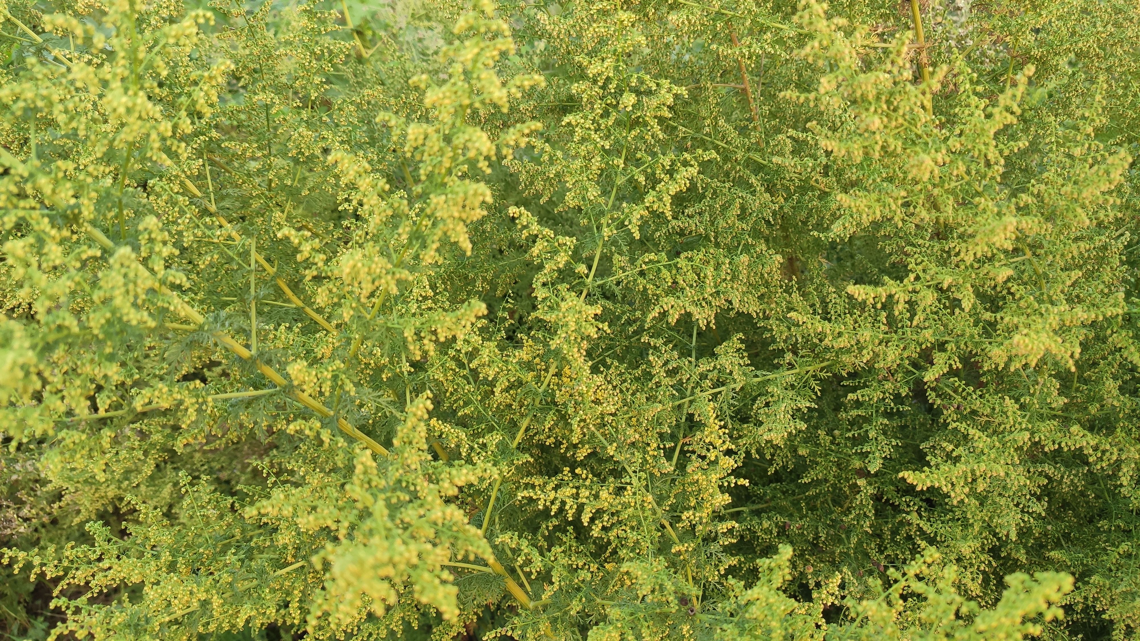 黄花蒿产地图片