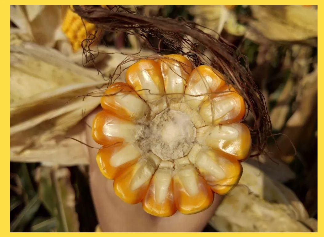 玉米品种迪卡653:高产抗灾,优质卖粮之选!