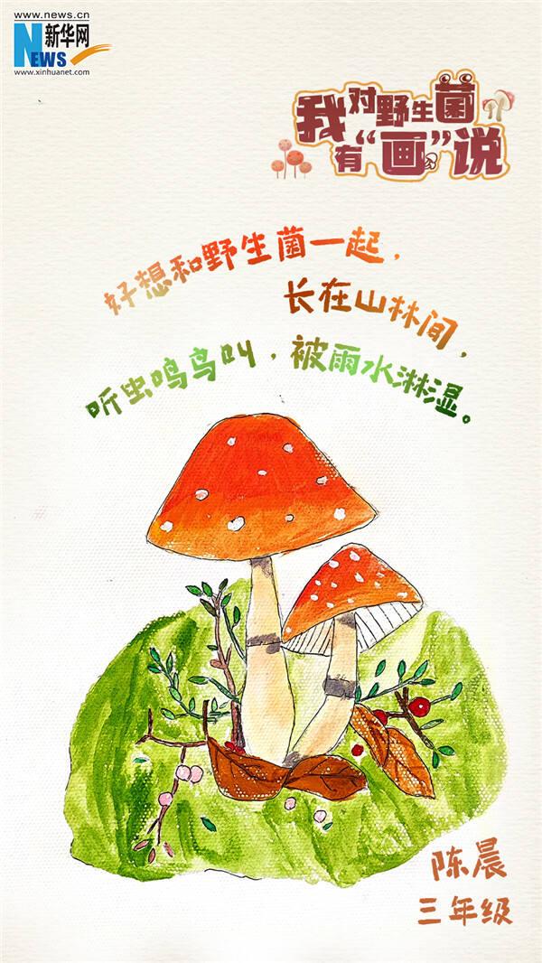 创意海报|我对野生菌有"画"说!