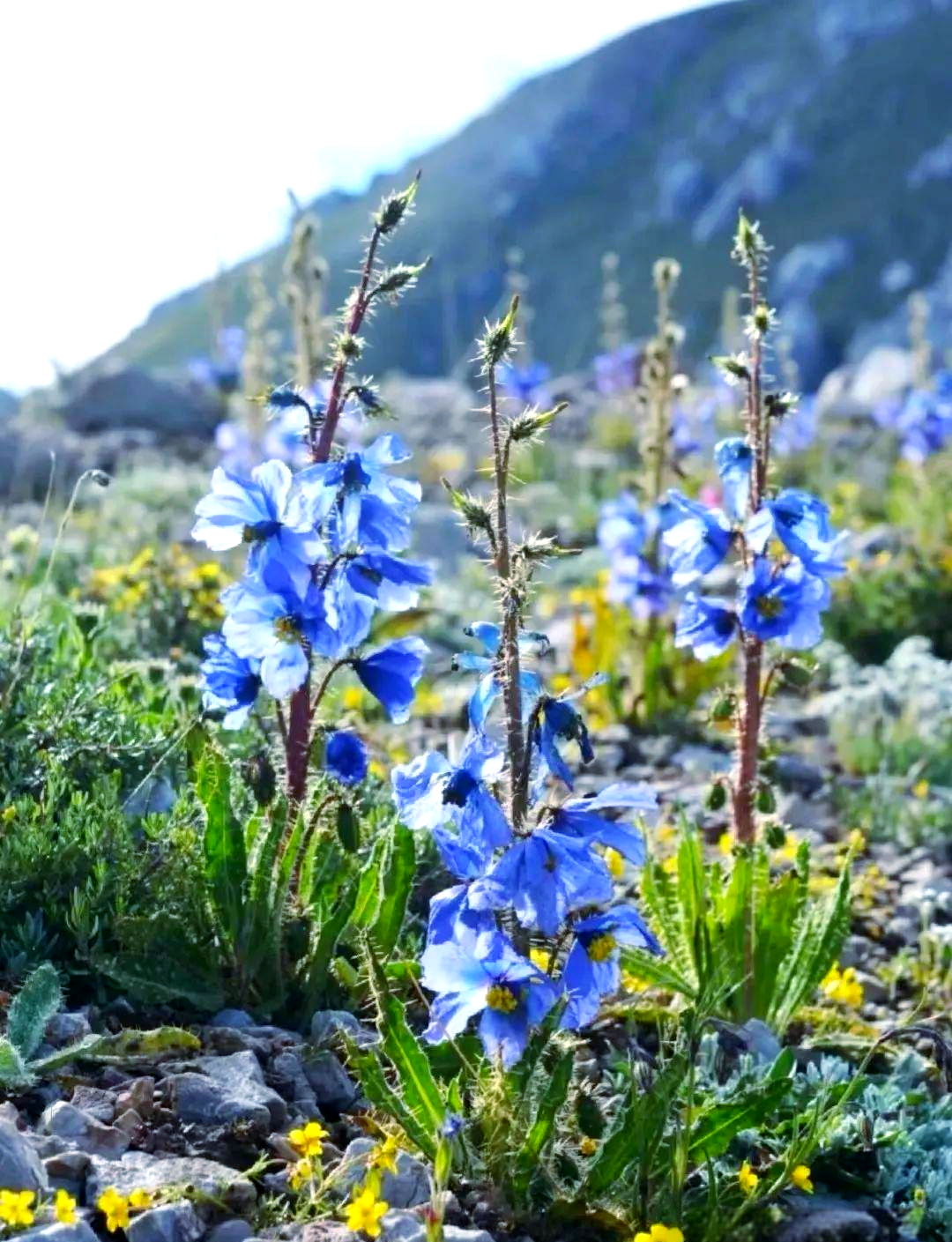 全球范围内,绿绒蒿及其变种已达79种之多,其中80%的种类