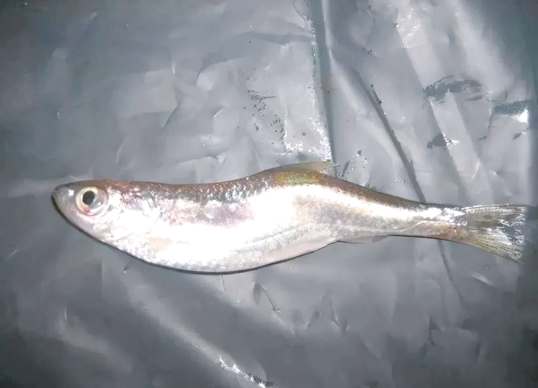 河中钓到畸形鱼,探究背后的"真相"