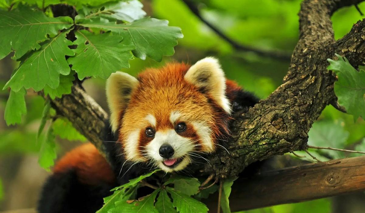 四川甘孜发现"九节狼",挂在树枝上,被人吓到后,会鼓掌求饶