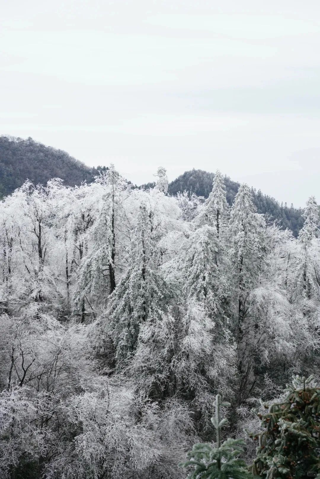 帶娃追雪長沙周邊這些地方已成為艾莎公主的冰雪王國