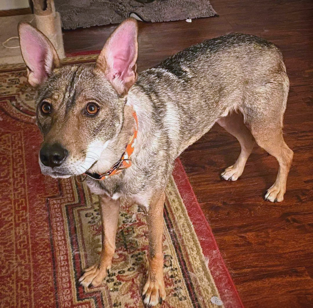 混血郊狼kibō:比特犬与郊狼的基因交融