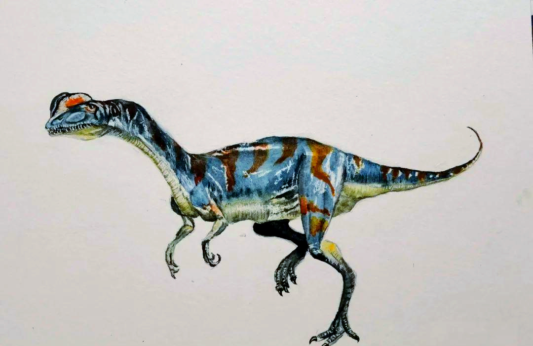 这种恐龙以其头上那独特的两