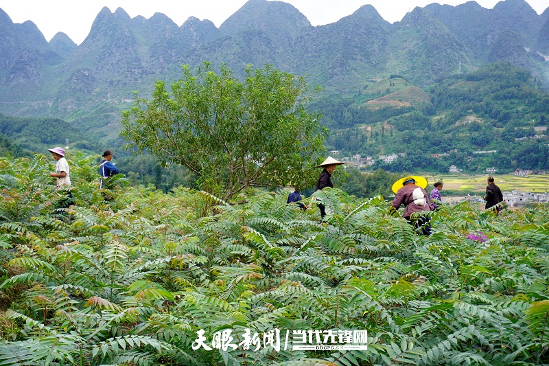 贞丰挽澜:香椿香,百姓富