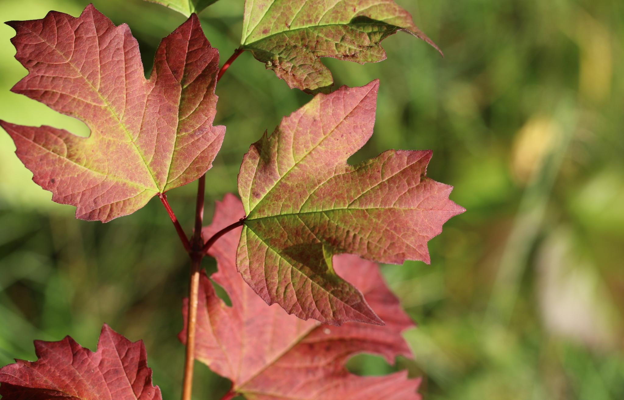厚积薄发,憨厚不凡,2024年发大财