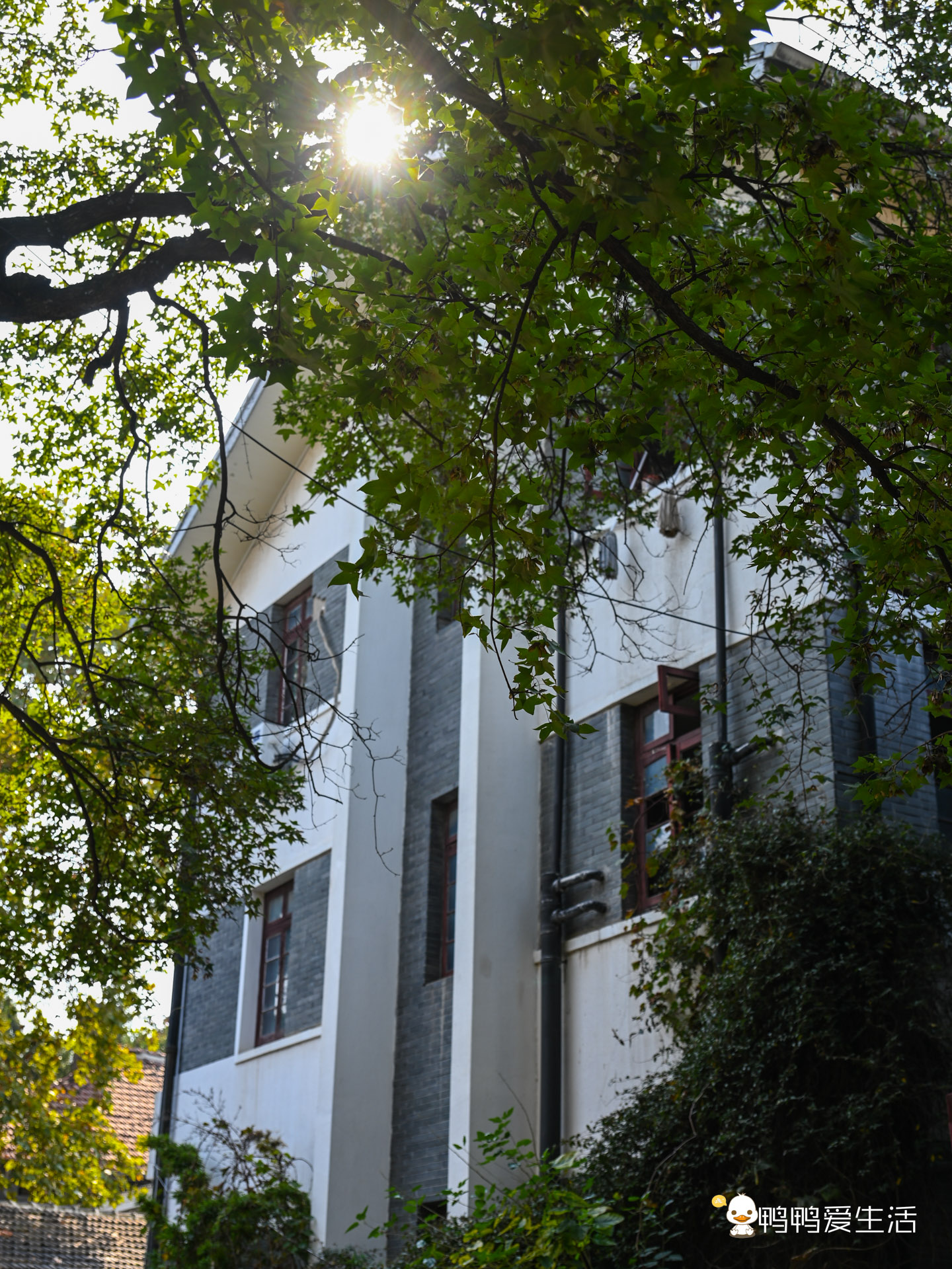 南京赏秋|不输颐和路,梧桐掩映下小众打卡地梅园新村民国建筑群