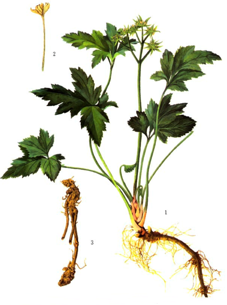 染出"黄连黄" - 黄连植物染料