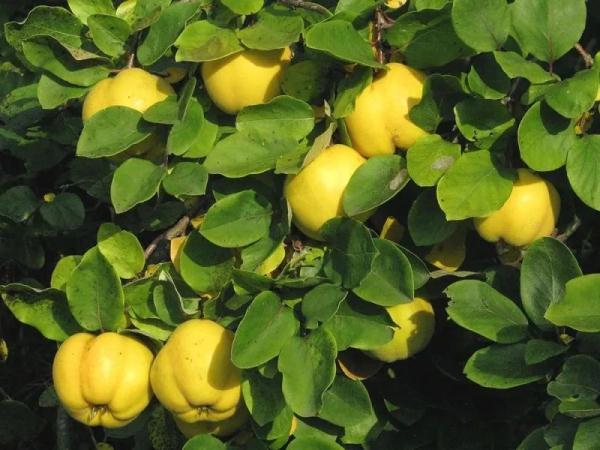 "新疆木瓜"榅桲熟了!很多人都没吃过