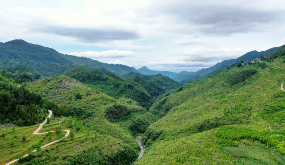 沿河泉坝镇:蜂糖李线上线下受青睐