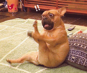 300_254gif 动态图 动图