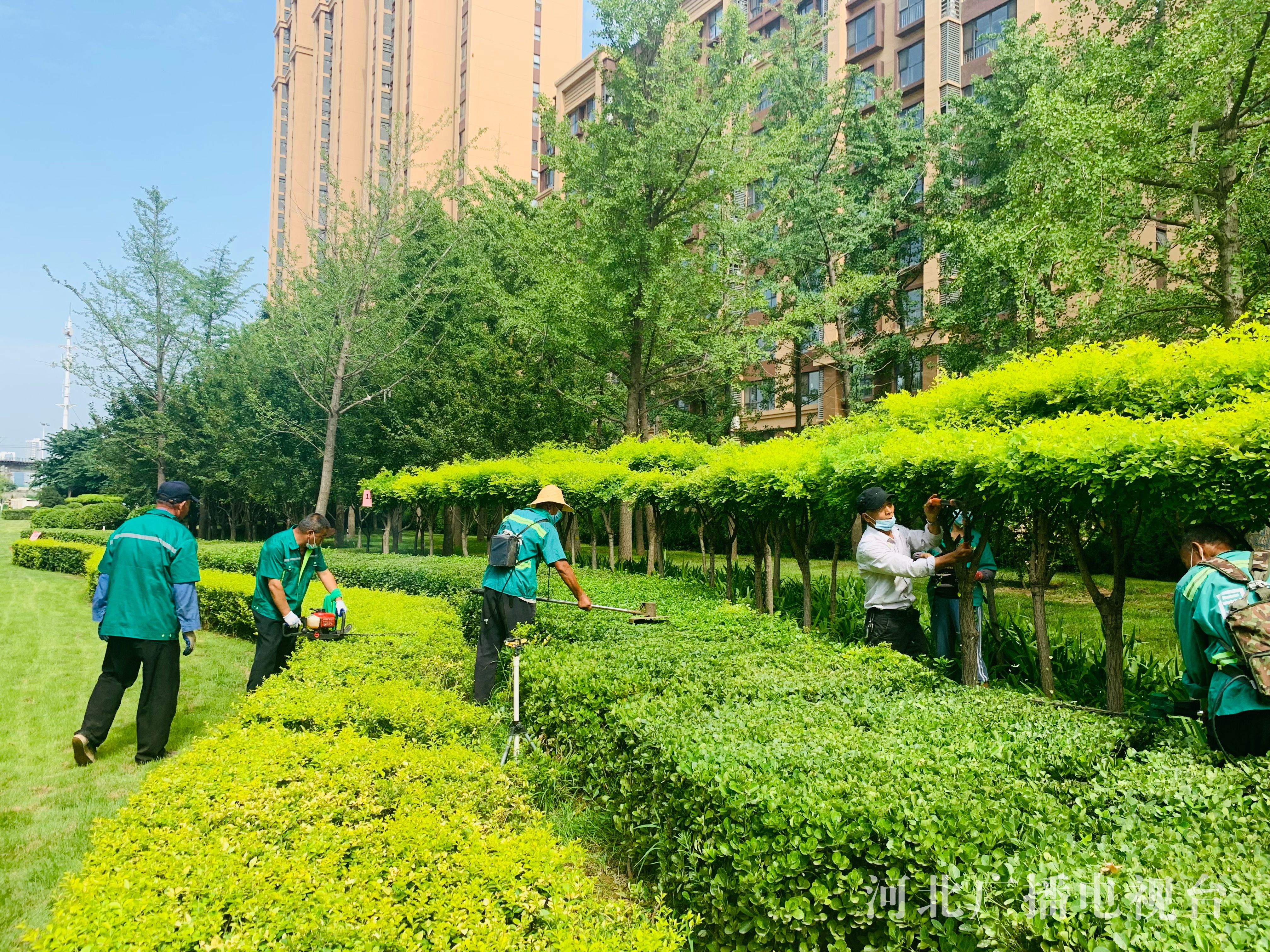 石家庄市园林部门组织夏季园林修剪确保城市绿化景观效果