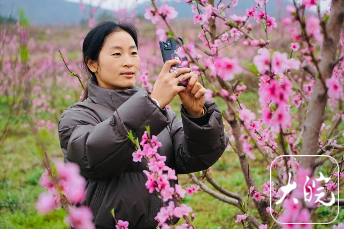 怀宁:千亩桃花开 美景迎客来